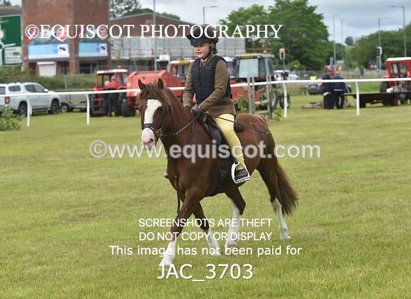 JAC_3703 - 75CM WORKING HUNTER