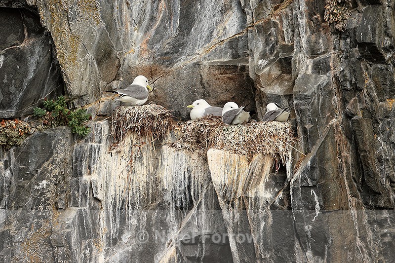 Black-legged Kittiwake nests, Whittier, Alaska - Black-legged Kittiwake