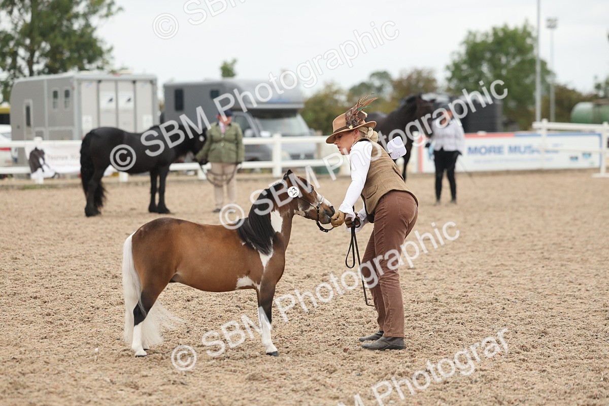SBM_19371 - Class 317 - IH Pure Bred Horse-Pony