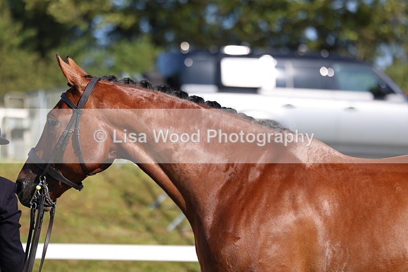 3E7A5673 - Class 2: Rising Star Large Hack/Riding Horse