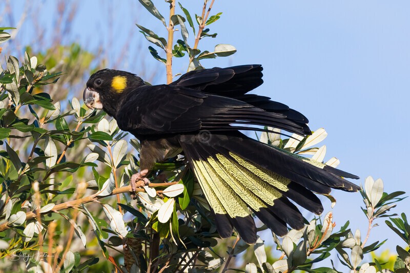 Yellow-tailed Black-cockatoo Female 4 0A3A8941 - Black Cockatoos