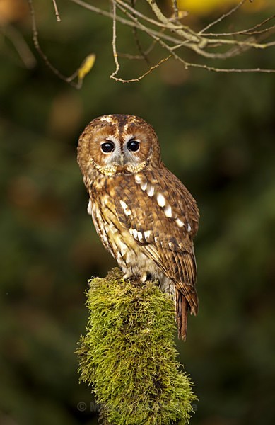 Tawny Owl - FAVOURITES WILDLIFE GALLERY. Selected images from the wildlife collections.
