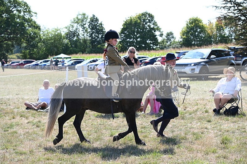 WJ6_7800 - Class 36 Lead Rein