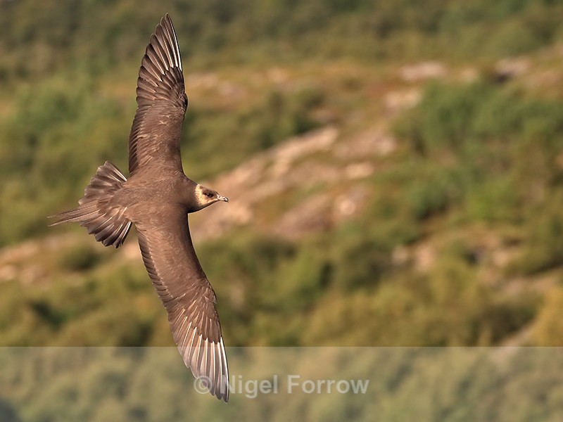 Arctic Skua showing upper wings in flight, Norway - Arctic Skua