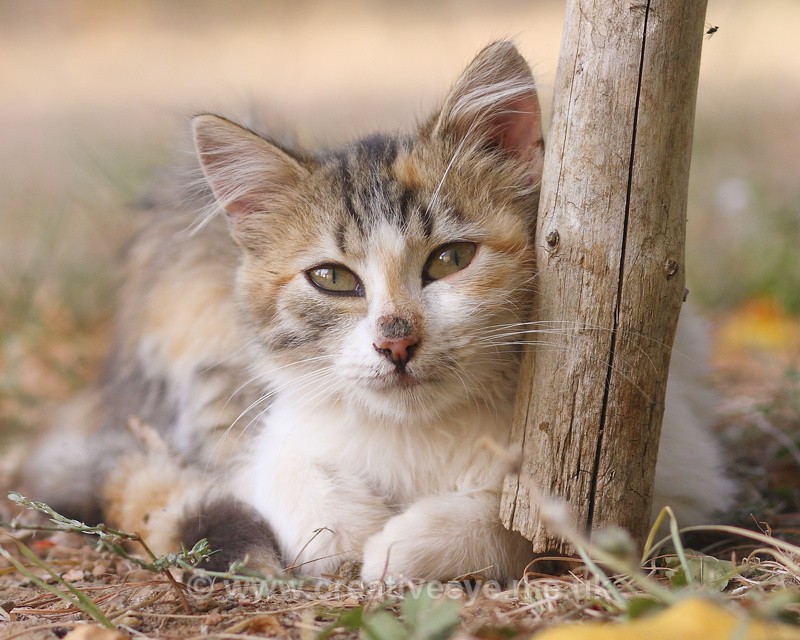 Thassos Cat - All things Feline