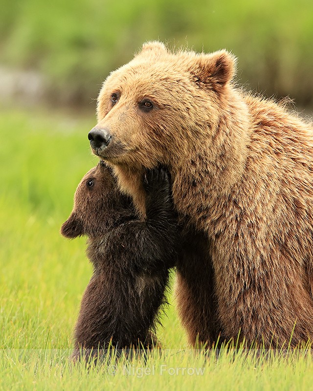 Brown Bear cub wants feeding, Silver Salmon Creek, Alaska - Brown Bear