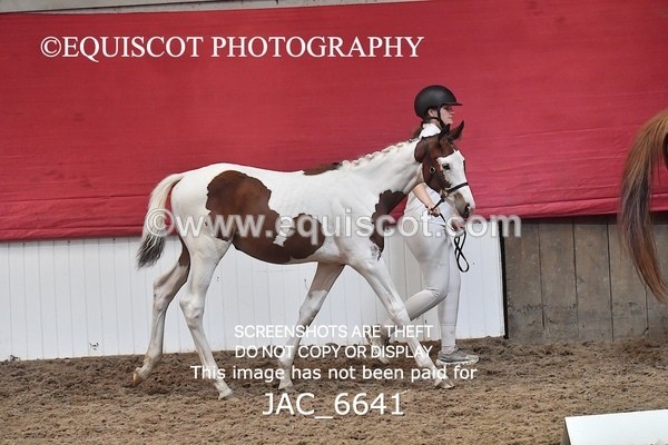 JAC_6641 - 15 Ziggy of Westoak