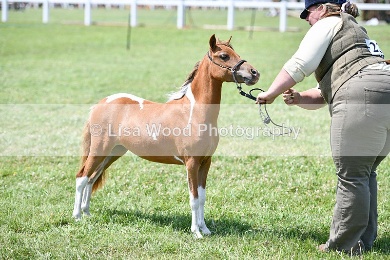 DSC_7348 - Class 62: Coloured Pony Youngstock