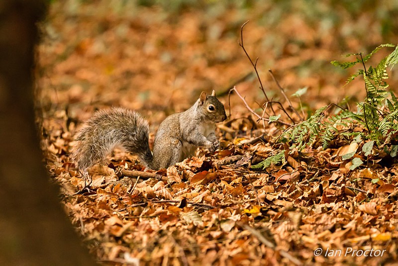 Squirrel Autumn Forage - Nature