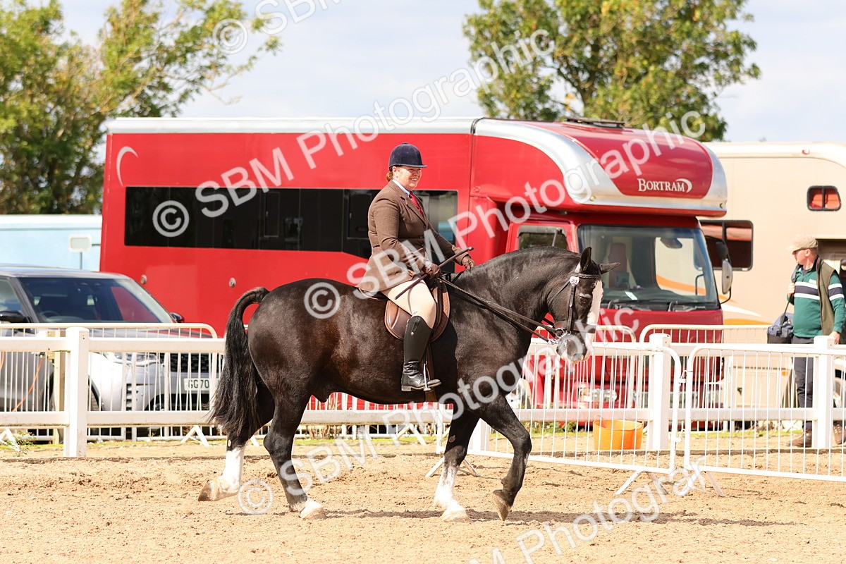SBM_15472 - Class 214 - Ridden Show Cob
