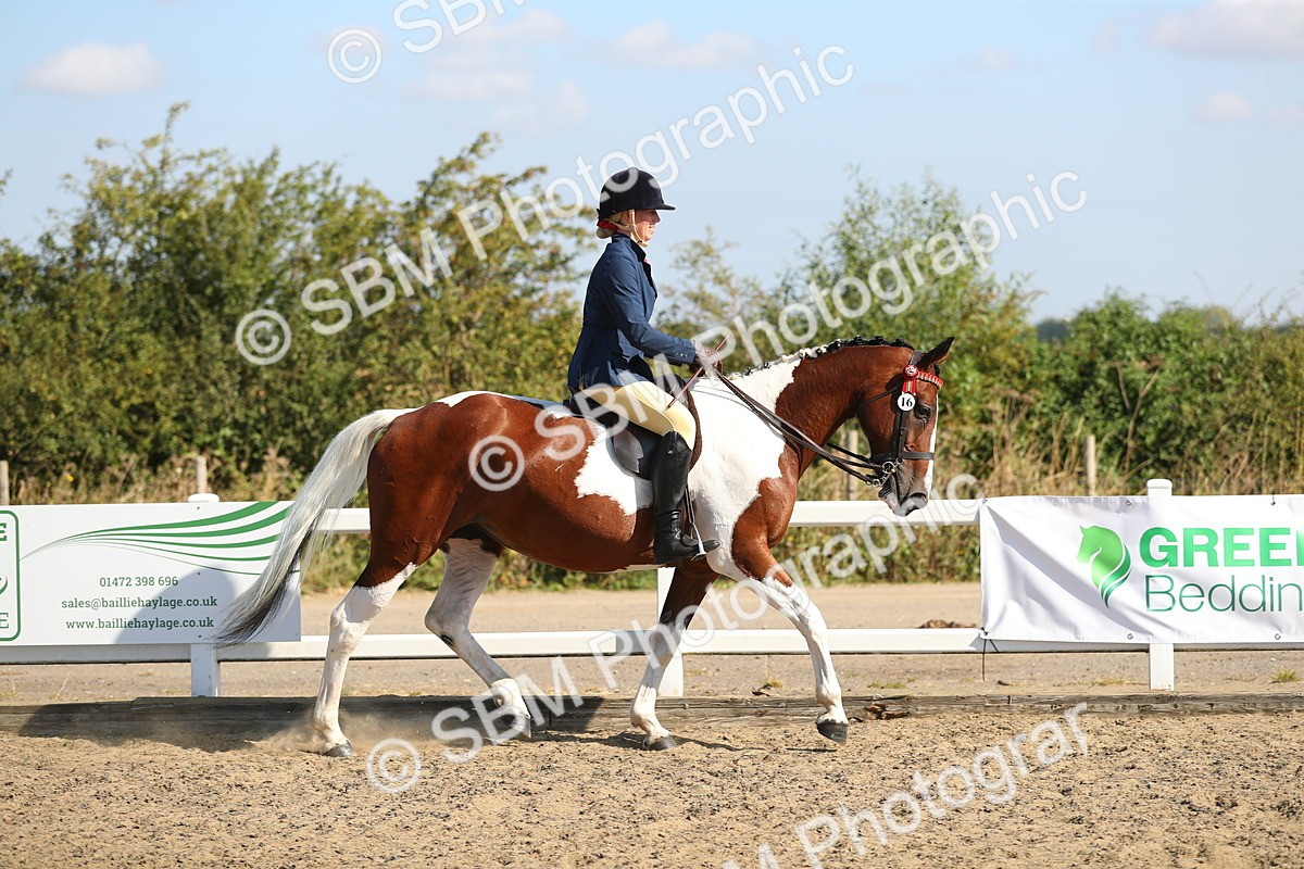 SBM_02191 - Class 43 Ridden Competition Horse/Pony