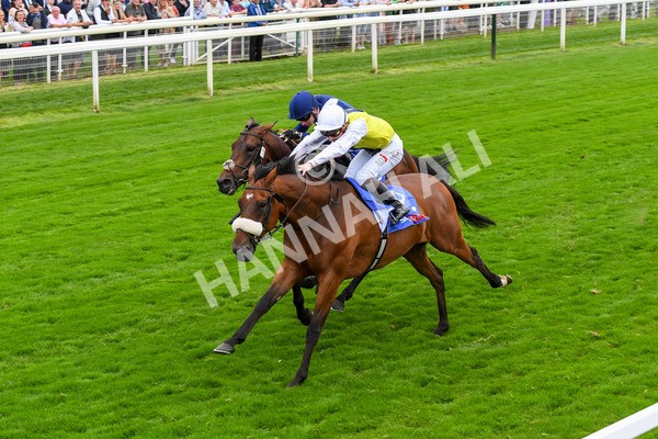 230823-Race 5-Forza Orta-0709 - Race 5 4.10pm Sky Bet Stayers Handicap