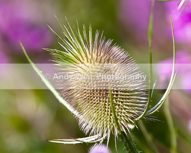 20110730-IMG_6163 - Plants and Flowers