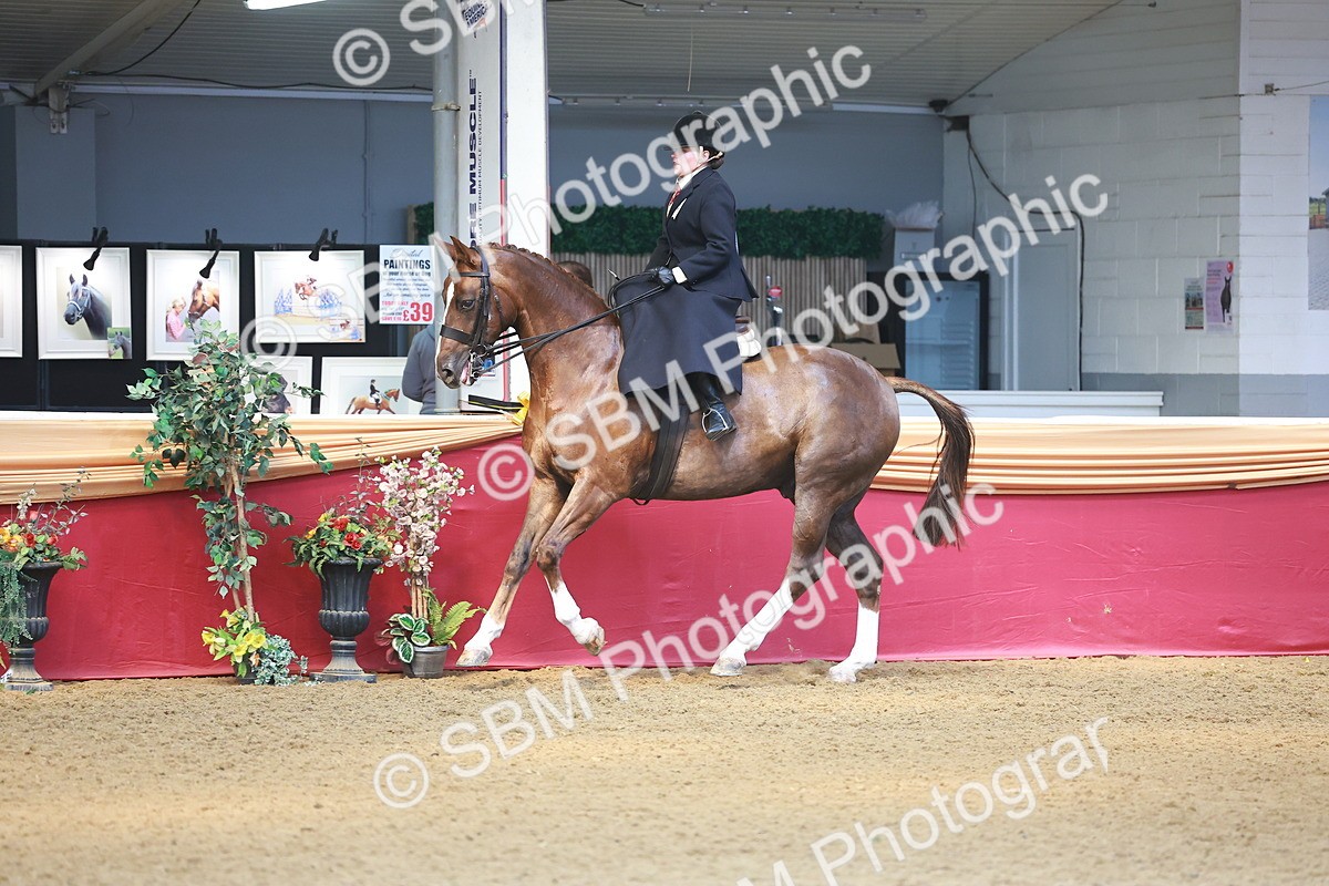SBM_12556 - Class 103 - HOYS Veteran Qualifier - Ridden Pre Vet