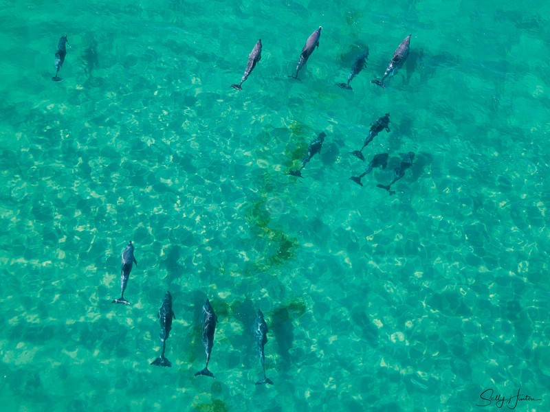 Dolphins Cruising