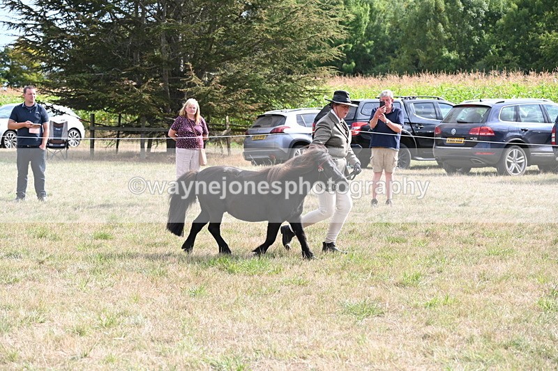 WJ6_7032 - Class 21 Shetland & Mini Horses