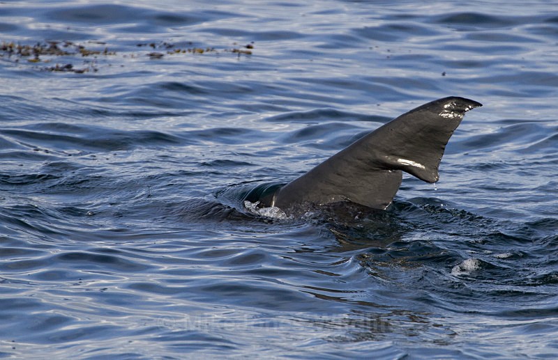 BASKING SHARK TAIL FIN, ISLE OF MULL - Basking Sharks ( ISLE OF MULL, SCOTLAND )