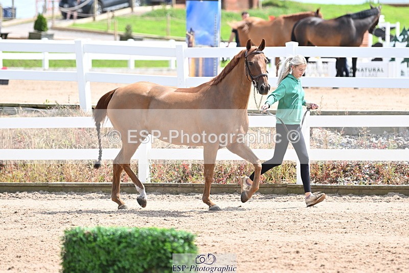 240717A-144949-02324 - Trot Up 2pm to 3pm - This folder is not in time order