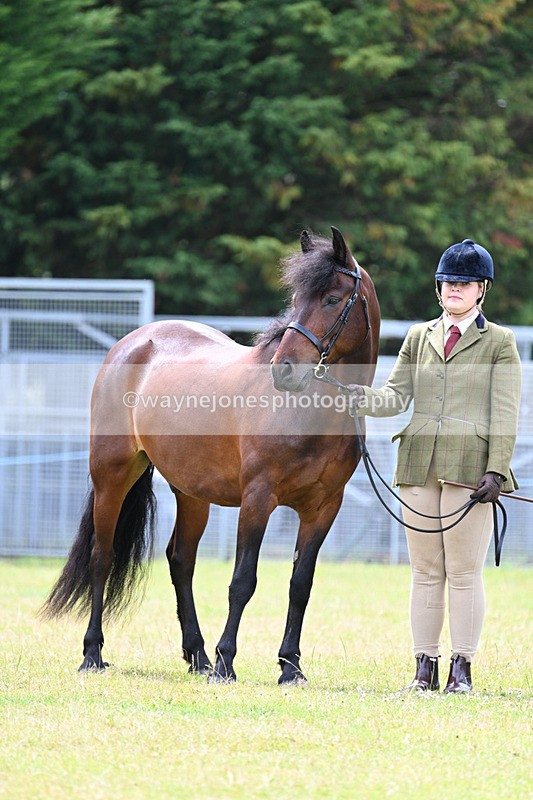 WJ7_6611 - Class 5 Handsome Gelding in hand