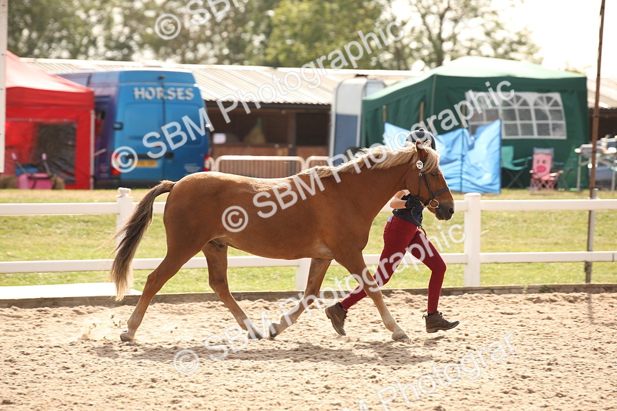 SBM_08136 - Class 27 - IH Competition Horse-Pony