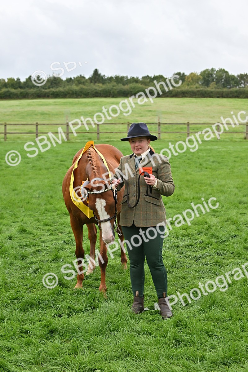 SBM_57578 - S46 - Part Bred Arab & Native Pony In Hand