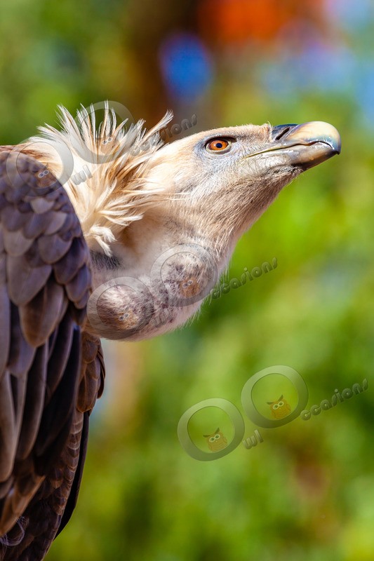 griffon vulture Gyps fulvus-7640 - BoP from around the world