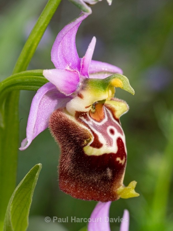 Apulian Ophrys (Ophrys fuciflora ssp apulica  also O. holoserica ssp apulica and O. apulica) - Gargano - Wild Orchids