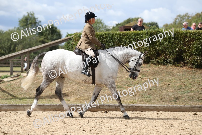 20260831-2704 - Class 16 and 17- Ridden Cob and Hunters