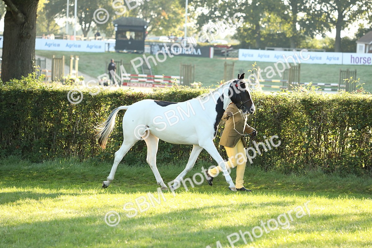 SBM_57915 - S42 - Youngstock