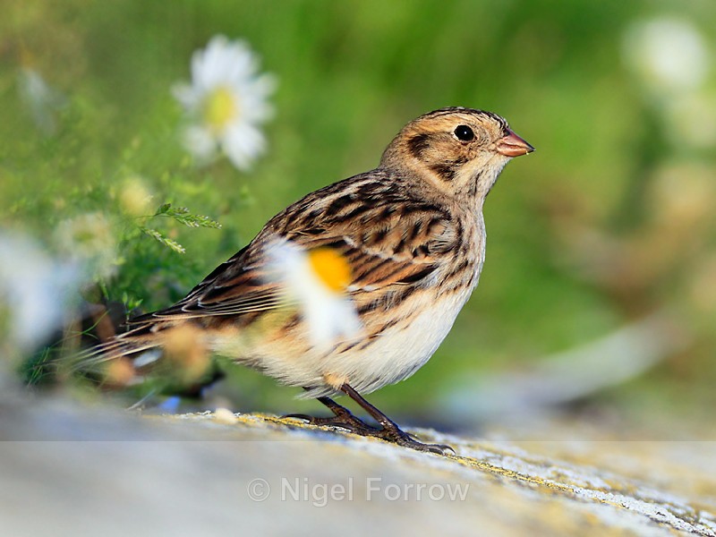 Lapland Bunting amongst the daisies - Lapland Bunting
