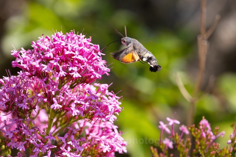 Hummingbird Hawk moth feeding off Red Valerian. - macro and nature.
