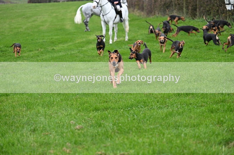 WJ7_8783 - Meet Staff & Hounds