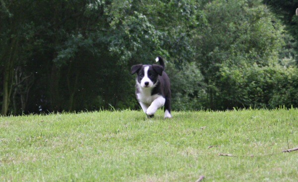 5 Seven weeks old - SASHA