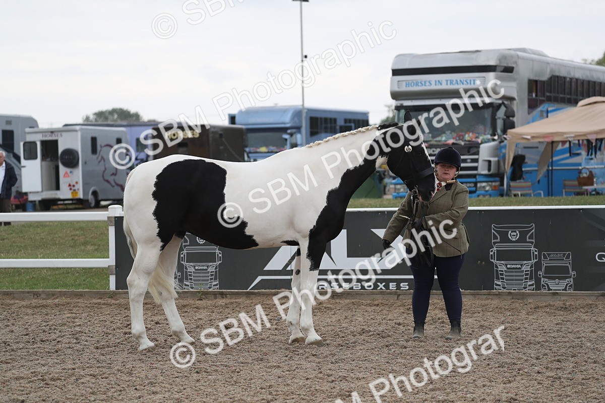 SBM_18366 - Class 318 IH Part bred Horse/Pony