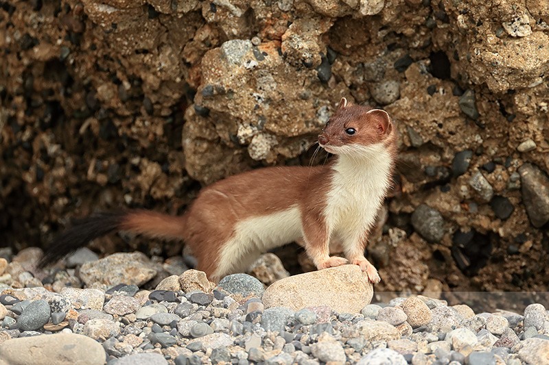 Stoat pauses for a moment, Duck Island, Alaska - Stoat
