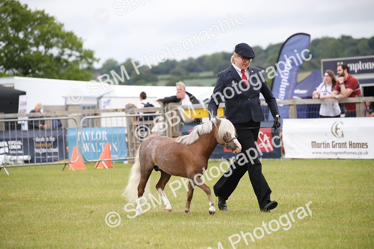 SBM_03745 - Class 23-25 - British Miniature Horse of the Year