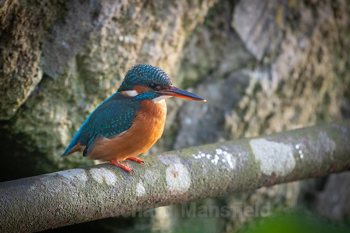  - Kingfisher