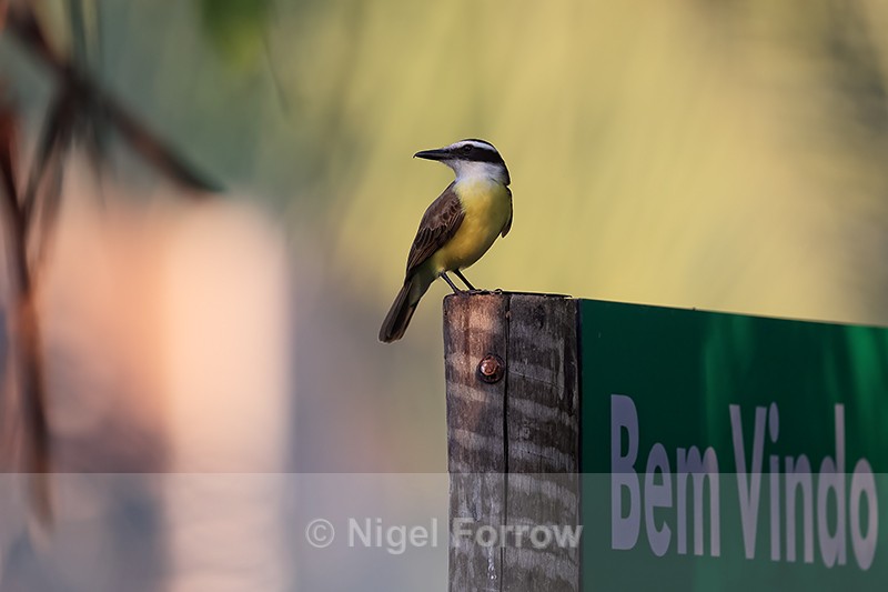 Great Kiskadee on welcome sign, Porto Jofre, Brazil - Great Kiskadee