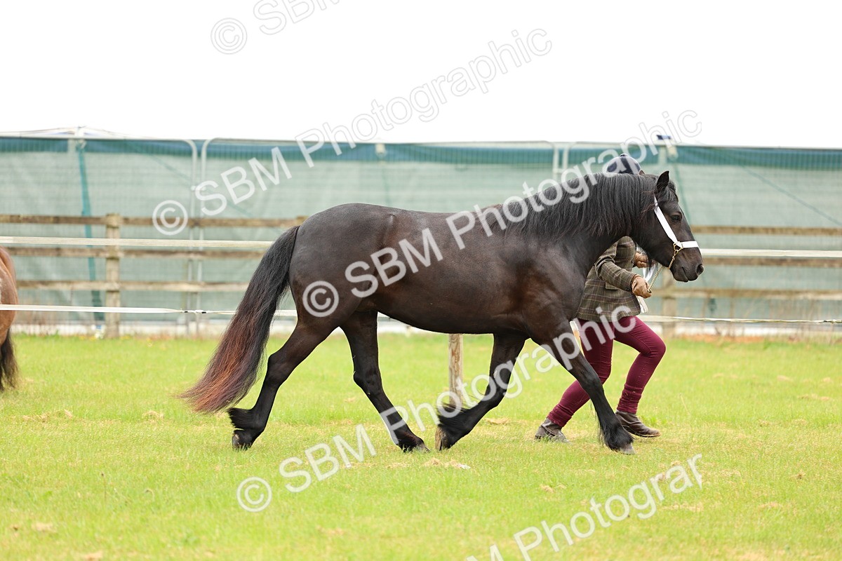 SBM_00404 - Class 58-67 - M&M Non Welsh Pony In hand