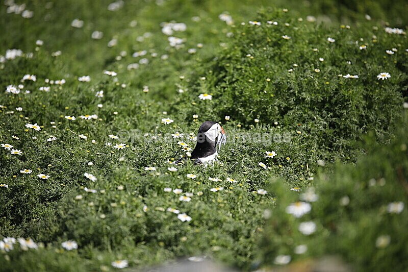 _56A7054 - Skomer 2019