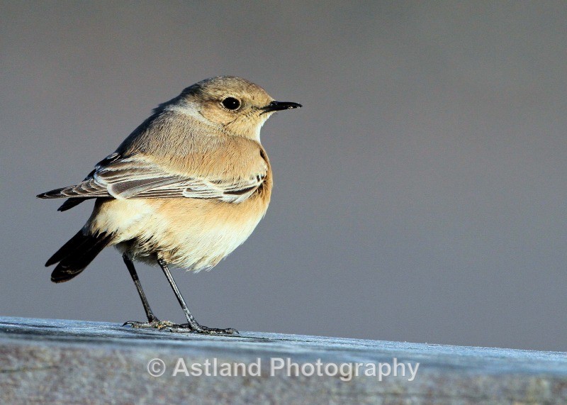 Astland Photography, Bird and Wildlife Images, Susan and Peter Wilson, U.K.