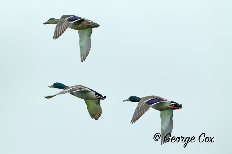 Three Flying Ducks