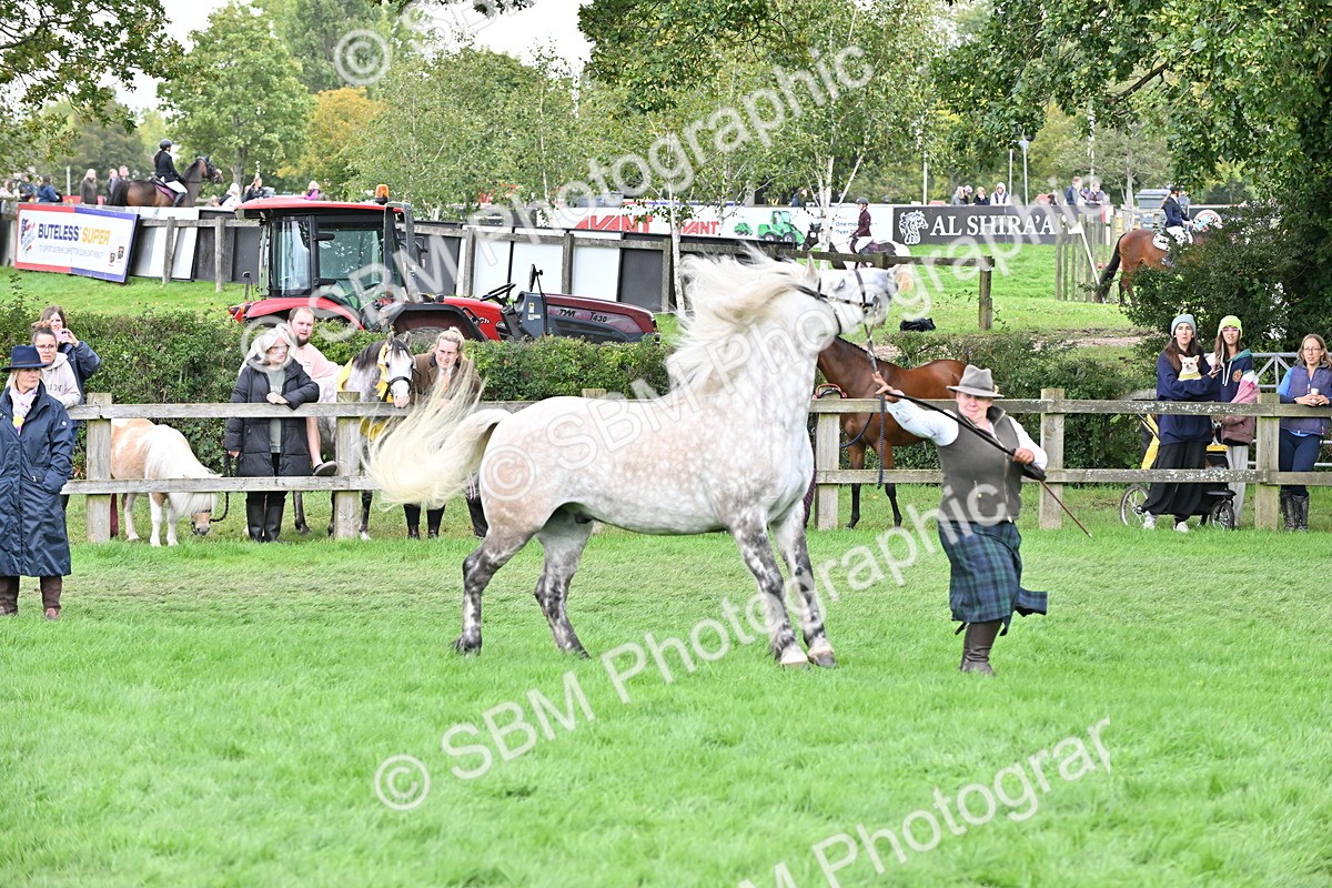 SBM_63252 - S49 - Mountain & Moorland In Hand Large Breeds