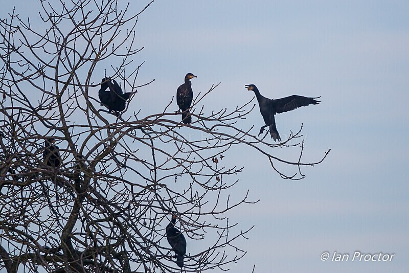 Dropping in on the neighbours! - Cormorant - Nature
