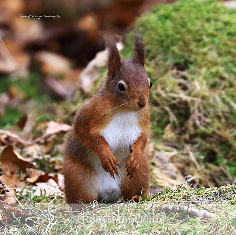 Red Squirrel - United Kingdom