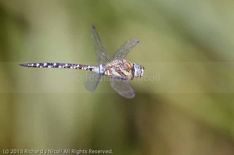 Migrant Hawker (Aeshna mixta) male in flight - Migrant Hawker (Aeshna mixta)