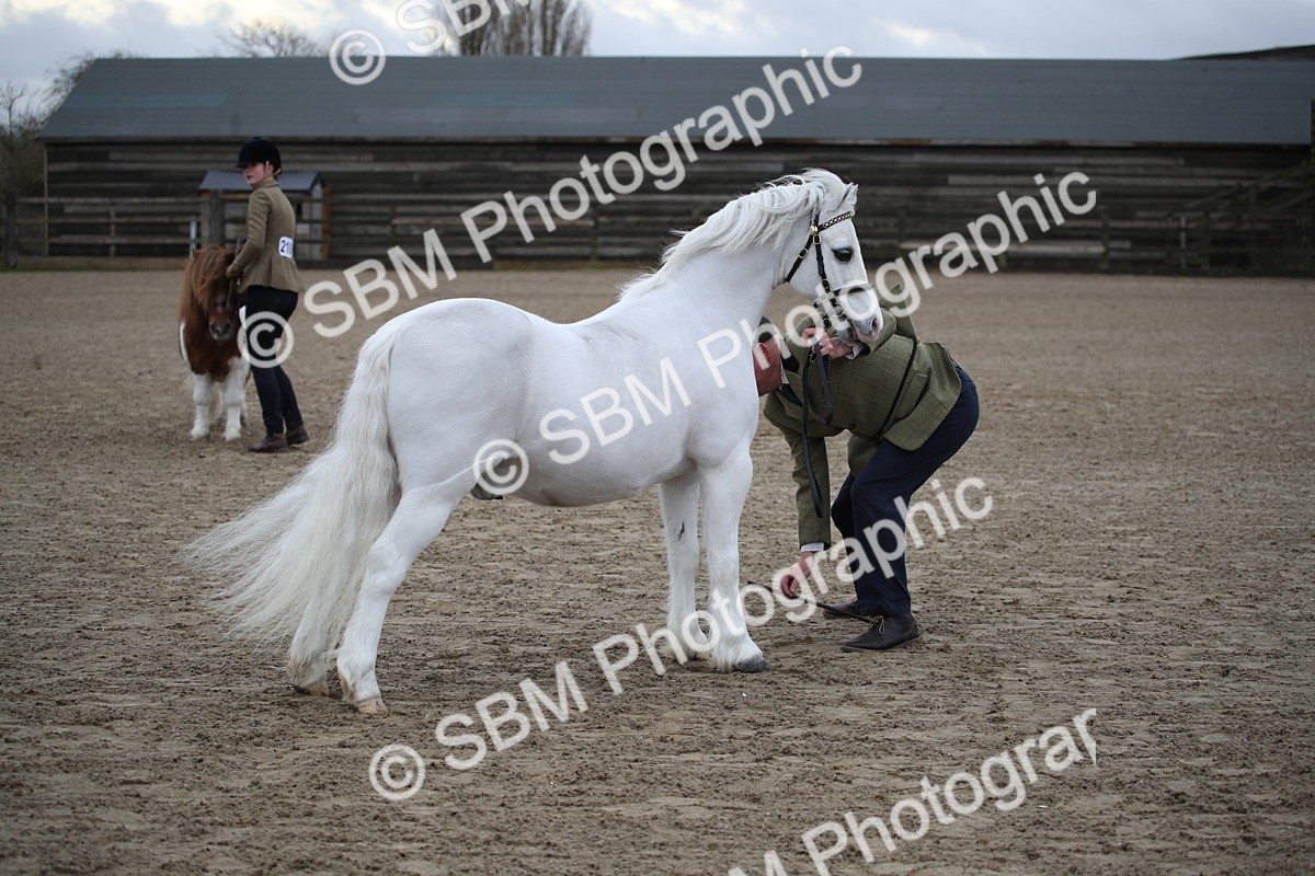 SBM_003935 - Class 1-4 - Young Stock classes Inc. In Hand Championship