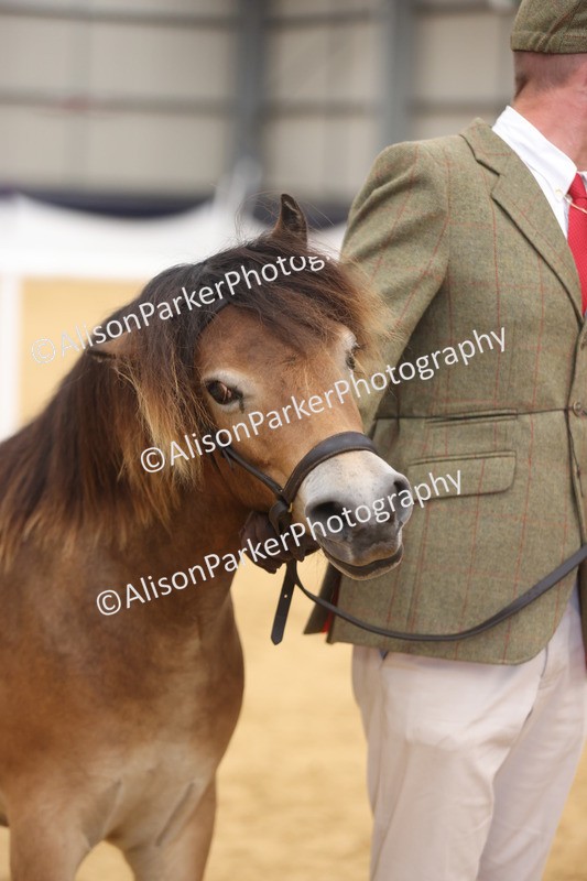 20260913-1291 - Class 113 - Yearling