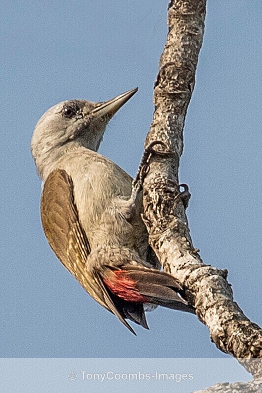 African Grey Woodpecker - The Gambia