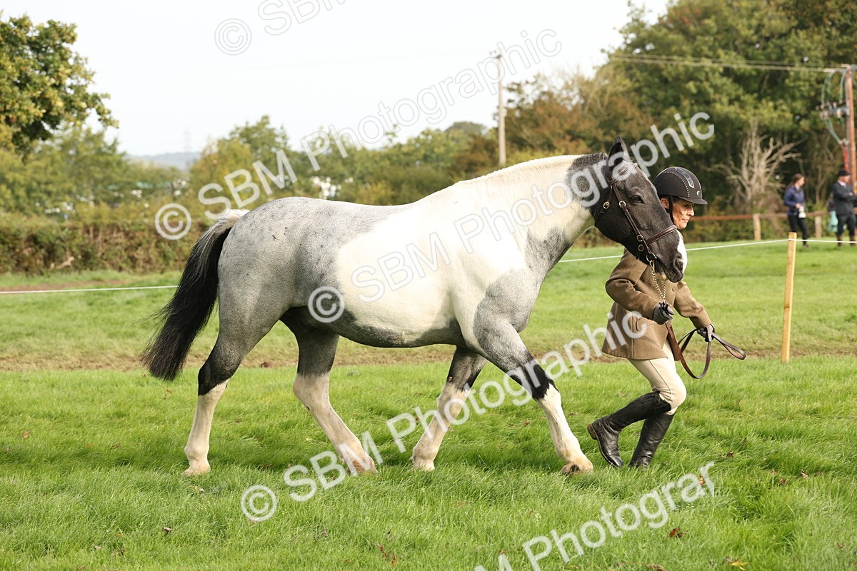 SBM_56783 - S54 - Piebald & Skewbald Horse In Hand